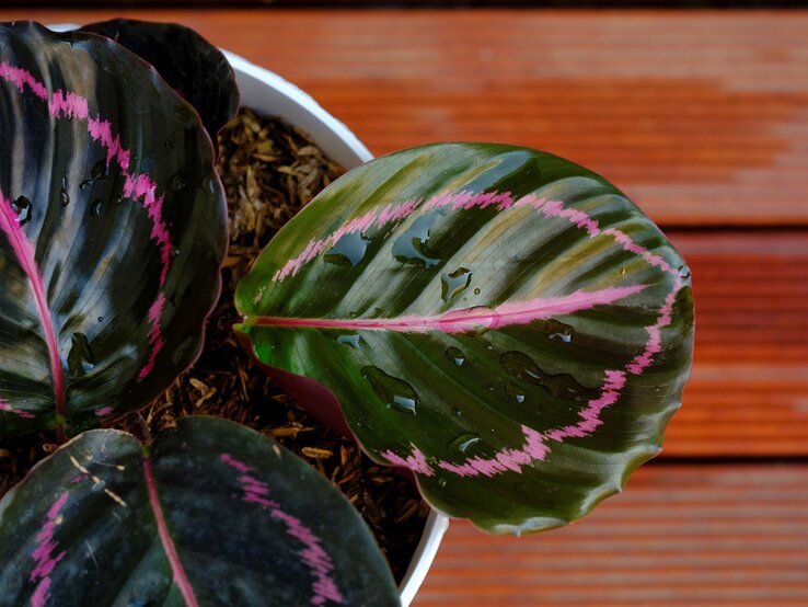 Eine Calathea Roseopicta vor braunem Hintergrund. | © Shutterstock/Rezmita Anggriani
