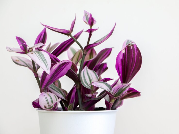 Eine Tradescantia fluminensis im weißen Topf vor weißem Hintergrund. | © Shutterstock/Adam Yee