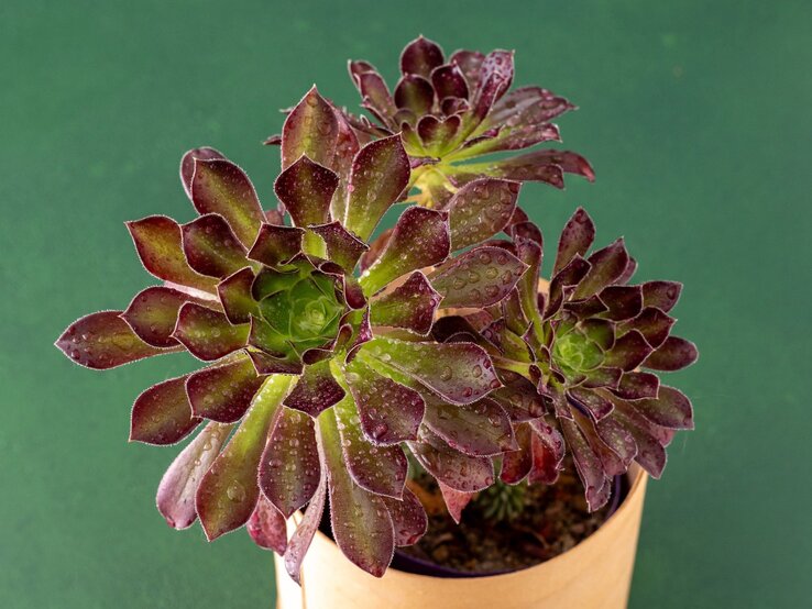 Eine Aeonium arboreum ‘Zwartkop’ vor grünem Hintergrund. | © Shutterstock/Real_life_photo