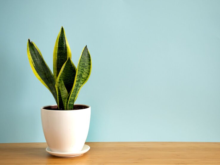 Ein Bogenhanf in einem weißen Topf vor hellblauem Hintergrund. | © Shutterstock/Svetlana Glazkova
