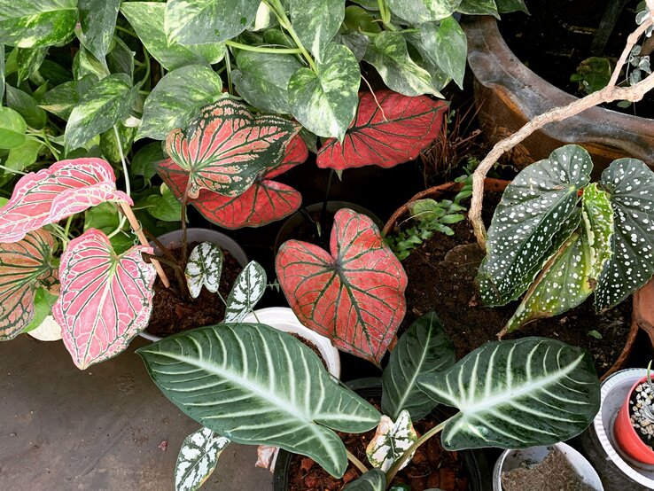 Verschiedene Zimmerpflanzen mit bunten Blättern.