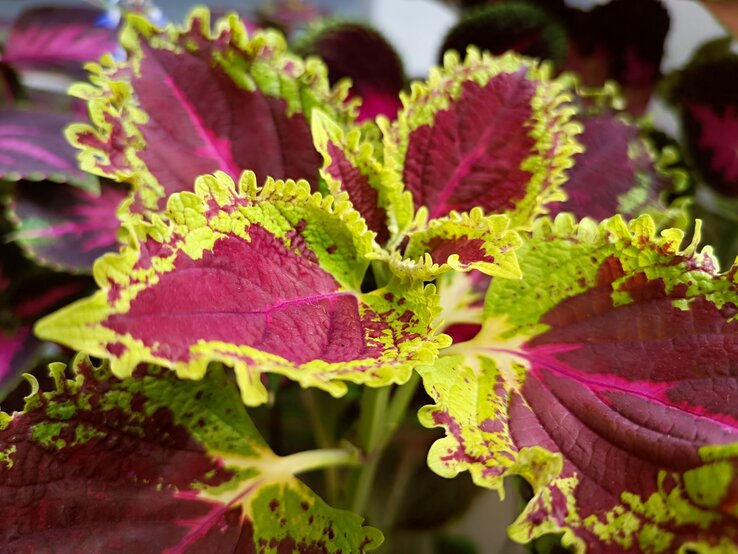 Eine Buntnessel mit gelb-grünem Blattrand. | © Shutterstock/ayuza