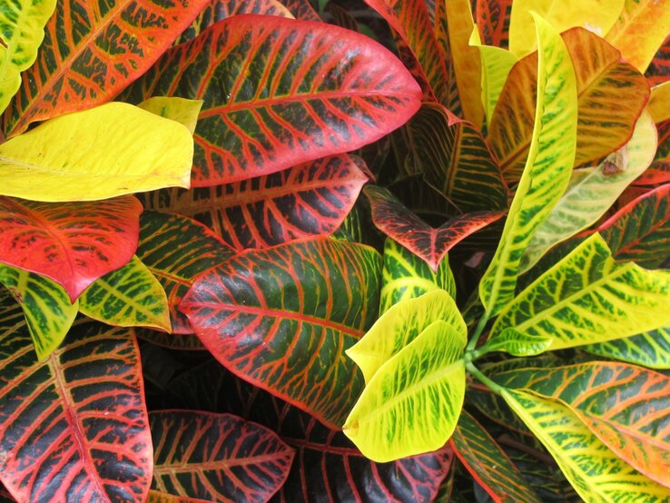 Ein Kroton mit bunten Blättern | © Shutterstock/UrgentPhoto