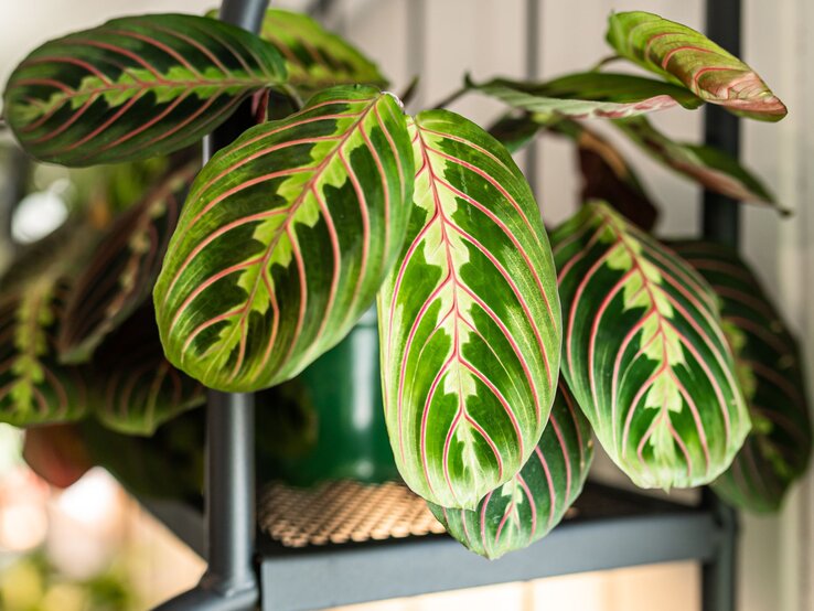 Verschiedene Zimmerpflanzen mit bunten Blättern. | © Shutterstock/Cavan-Images