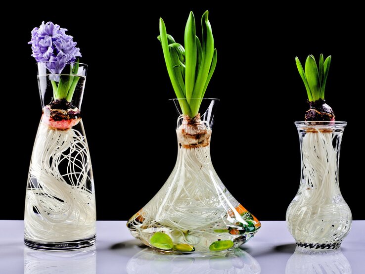 Hyazinthenzwiebeln mit grünen Blättern und langen Wurzeln wachsen in klaren Glasgefäßen, eine öffnet lila Blüten.