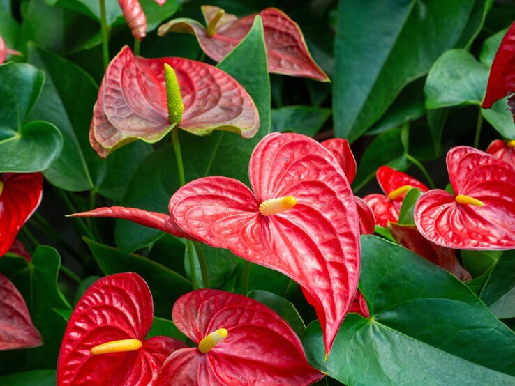 Rote Anthurien mit glänzenden, herzförmigen Blättern und gelben Blütenständen vor dichten grünen Blättern. | © Shutterstock/Esin Deniz