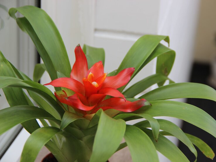 Eine rote Bromelie mit kräftigen grünen Blättern steht vor einem weißen Fensterrahmen in einem hellen Raum. | © Shutterstock/Svekrova Olga