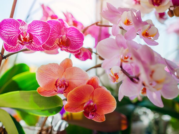 Bunte Orchideenblüten in kräftigem Pink, zartem Rosa und warmem Orange vor einem hellen, sommerlichen Hintergrund. | © Shutterstock/Mariia Boiko
