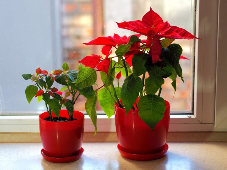 Zwei Weihnachtssterne mit kräftigen roten Blättern und grüner Basis stehen dekorativ in roten Töpfen am Fenster. | © Shutterstock/Actiniya