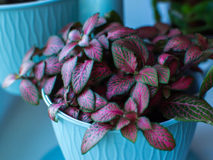 Eine Fittonia mit kleinen, ovalen Blättern in kräftigem Pink und Grün, dekorativ arrangiert in einem hellblauen Topf. | © Shutterstock/ne_ircha