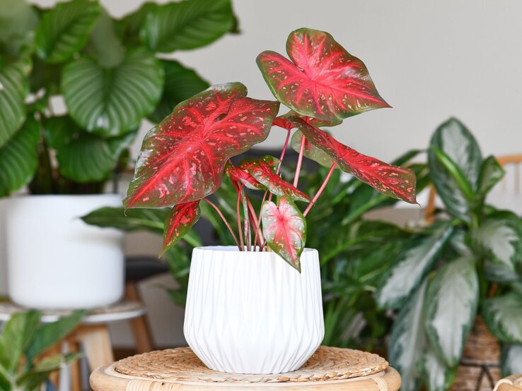 Ein Caladium mit auffällig roten, herzförmigen Blättern und grünen Akzenten steht in einem eleganten weißen Topf auf einem Rattantisch. | © Shutterstock/Firn