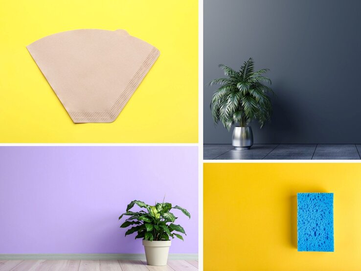 Zwei Zimmerpflanzen, eine in einem silbernen Topf vor dunkelgrauem Hintergrund, die andere in einem beigefarbenen Topf vor lila Wand.