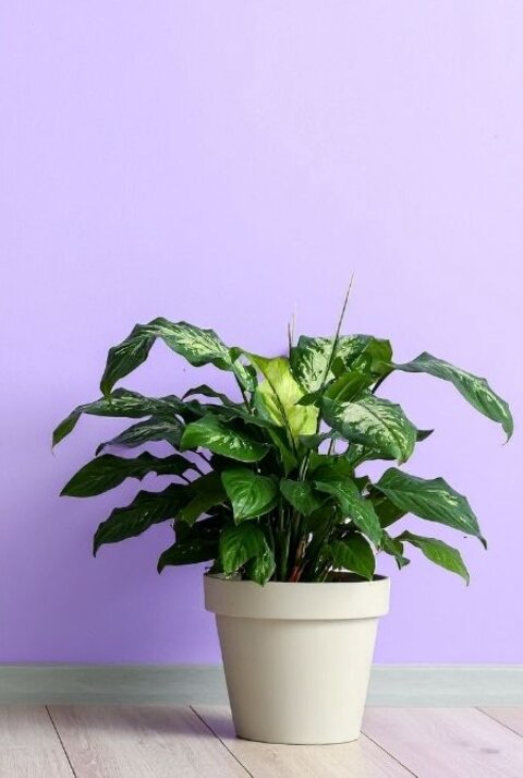 Zwei Zimmerpflanzen, eine in einem silbernen Topf vor dunkelgrauem Hintergrund, die andere in einem beigefarbenen Topf vor lila Wand.