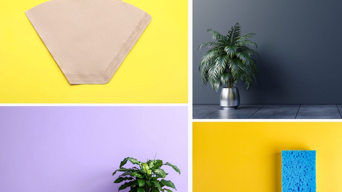 Zwei Zimmerpflanzen, eine in einem silbernen Topf vor dunkelgrauem Hintergrund, die andere in einem beigefarbenen Topf vor lila Wand.