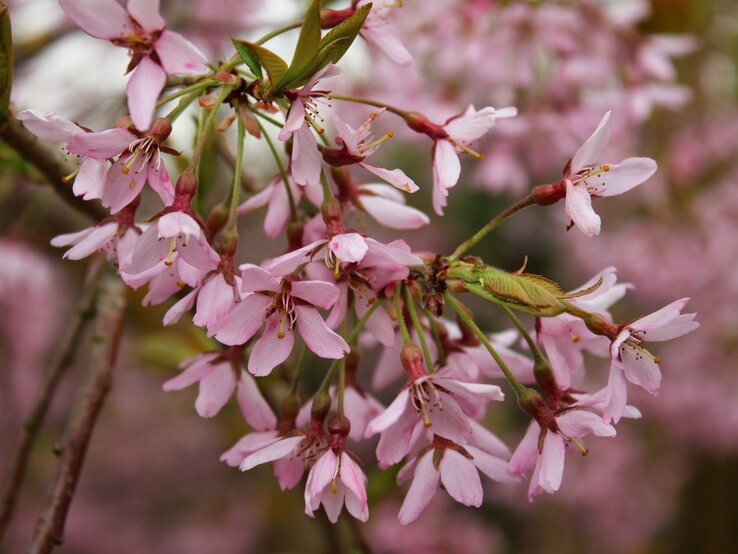 Nahaufnahme von zarten, rosa Kirschblüten mit gelben Staubfäden, die an einem Zweig hängen, vor einem verschwommenen blühenden Hintergrund. | © Shutterstock/N.Stertz