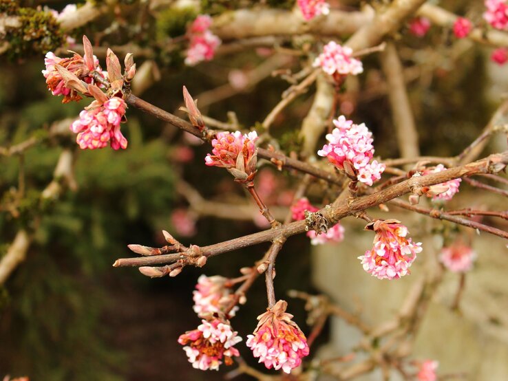 Zarte rosafarbene Blütentrauben an kahlen Zweigen, eingerahmt von einem weichen, natürlichen Hintergrund. | © Shutterstock/N.Stertz