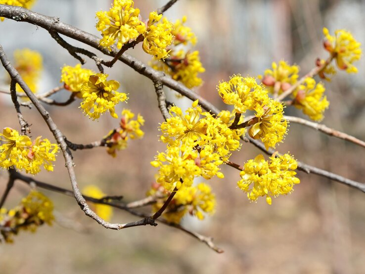Strahlend gelbe Blüten der Kornelkirsche an filigranen Zweigen, vor einem weichen, sonnigen Hintergrund. | © Shutterstock/milart