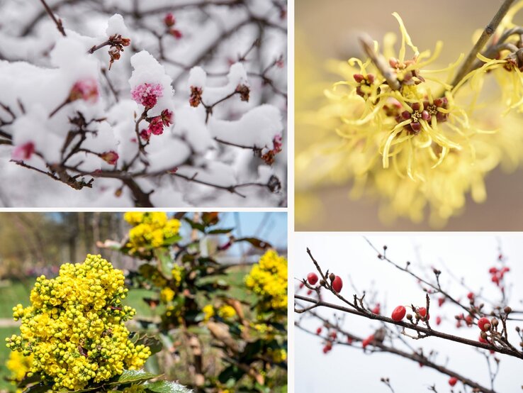 Ein Zweig mit rosafarbenen Blüten, bedeckt von frischem Schnee, vor einem winterlichen, unscharfen Hintergrund.
