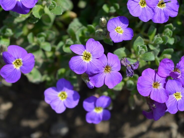 Violette Blüten mit gelbem Zentrum wachsen auf grünen Blättern in hellem Sonnenlicht vor einem erdigen Hintergrund. | © Shutterstock/Nahhana