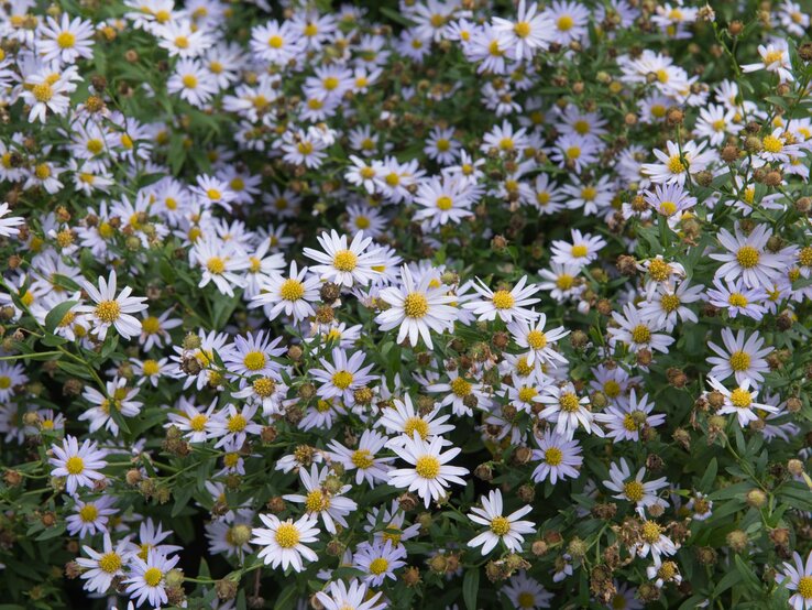 Ein dichter Teppich aus kleinen, hellvioletten Blüten mit goldgelben Mittelpunkten auf grüner, buschiger Pflanzenbasis.