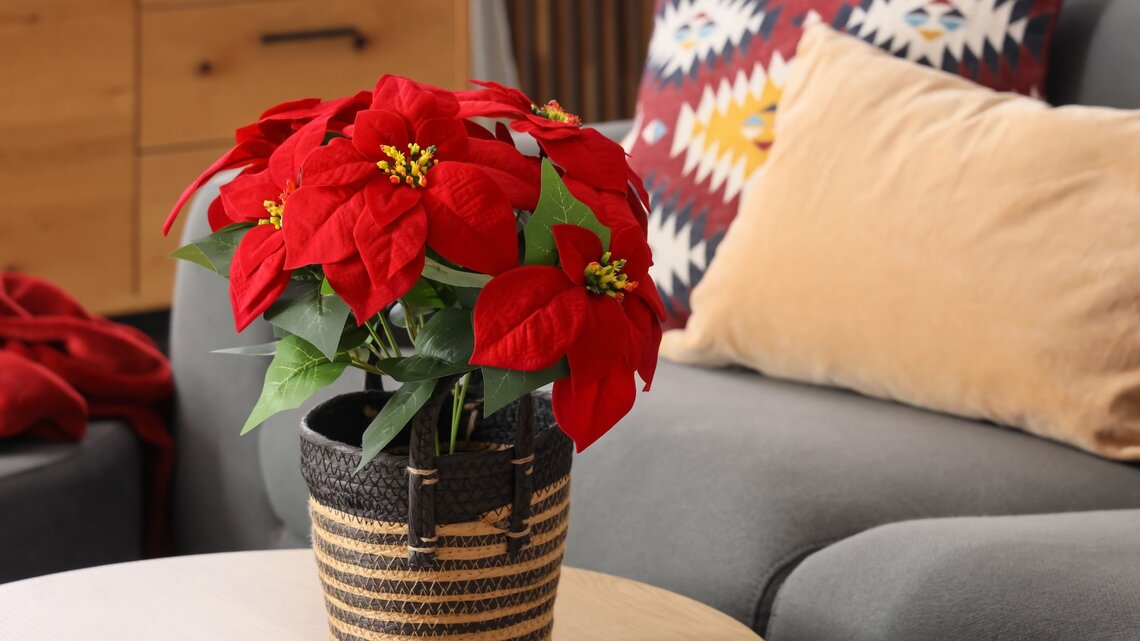 Ein leuchtend roter Weihnachtsstern in einem geflochtenen Korb steht auf einem hellen Holztisch, im Hintergrund ein graues Sofa mit bunten Kissen.