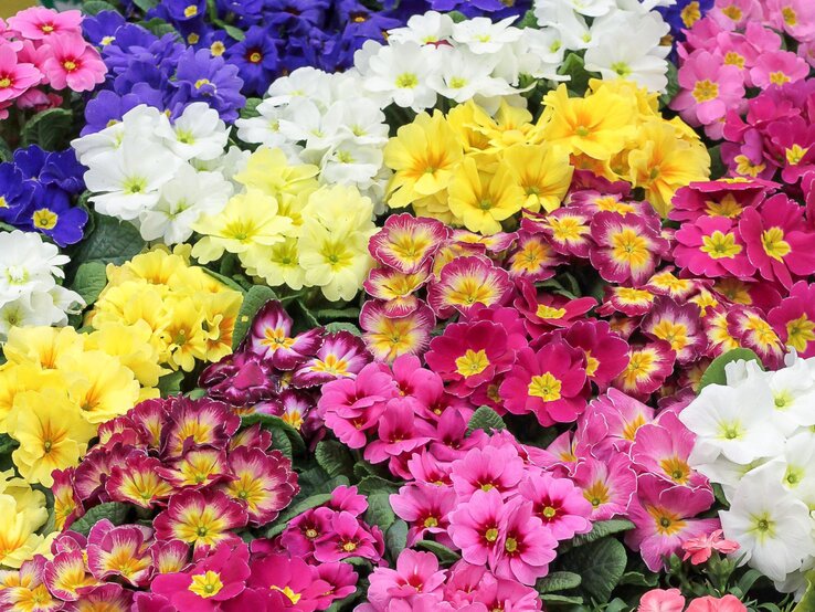 Farbenfrohe Primelblüten in Gelb, Pink, Weiß, Blau und Violett liegen dicht beieinander auf grünen Blättern.
