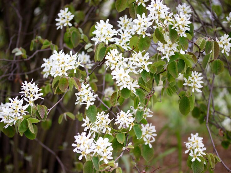 Zarte Blüten mit weißen Blättern trotzen an schlanken Ästen im Licht eines üppigen Frühlingstages.