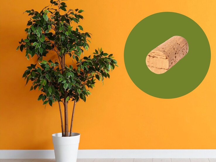 Grüner Ficus in weißem Topf steht vor einer kräftig orangefarbenen Wand, daneben ein Korkverschluss auf grünem Kreis.