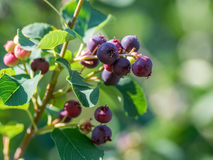 Reife dunkelrote Beeren an einem Zweig mit kräftig grünen Blättern im Sonnenlicht vor unscharfem Hintergrund. | © Shutterstock/Iva Vagnerova