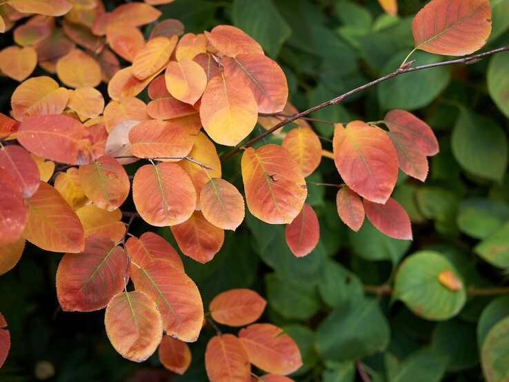 Ast mit leuchtend orange-roten Herbstblättern vor einem Hintergrund aus tiefgrünen Blättern in stimmungsvoller Natur. | © Shutterstock/simona pavan