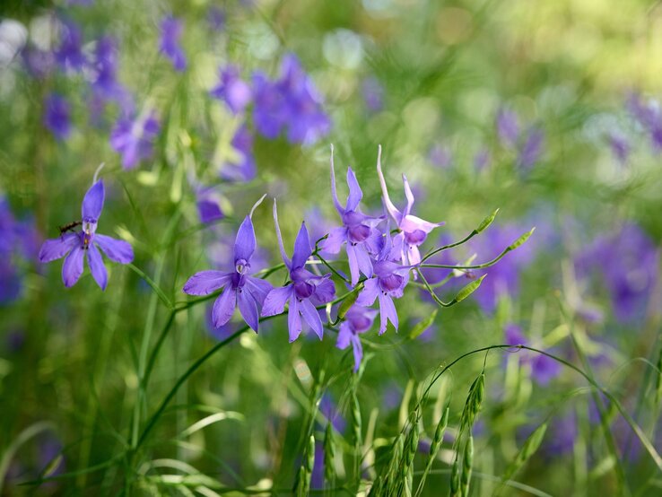 Zarte violette Blüten mit feinen Details blühen inmitten von grünen Gräsern, im Sonnenlicht leuchtet der Hintergrund weich und lebendig.