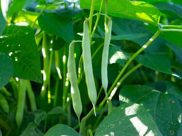 Reife grüne Bohnen hängen an langen Stielen zwischen dichtem, sonnendurchflutetem Laub im Gemüsegarten.