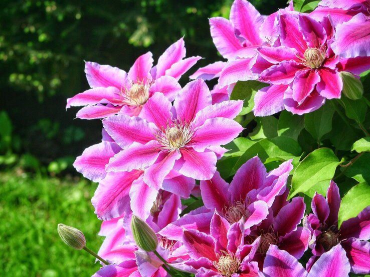 Üppige violett-rosafarbene Clematisblüten mit filigranen Staubblättern leuchten vor saftig grünem Blattwerk im Sonnenlicht.