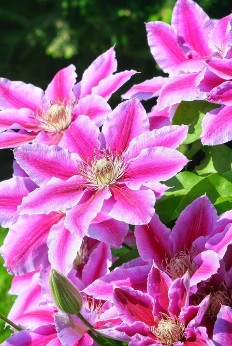 Üppige violett-rosafarbene Clematisblüten mit filigranen Staubblättern leuchten vor saftig grünem Blattwerk im Sonnenlicht.