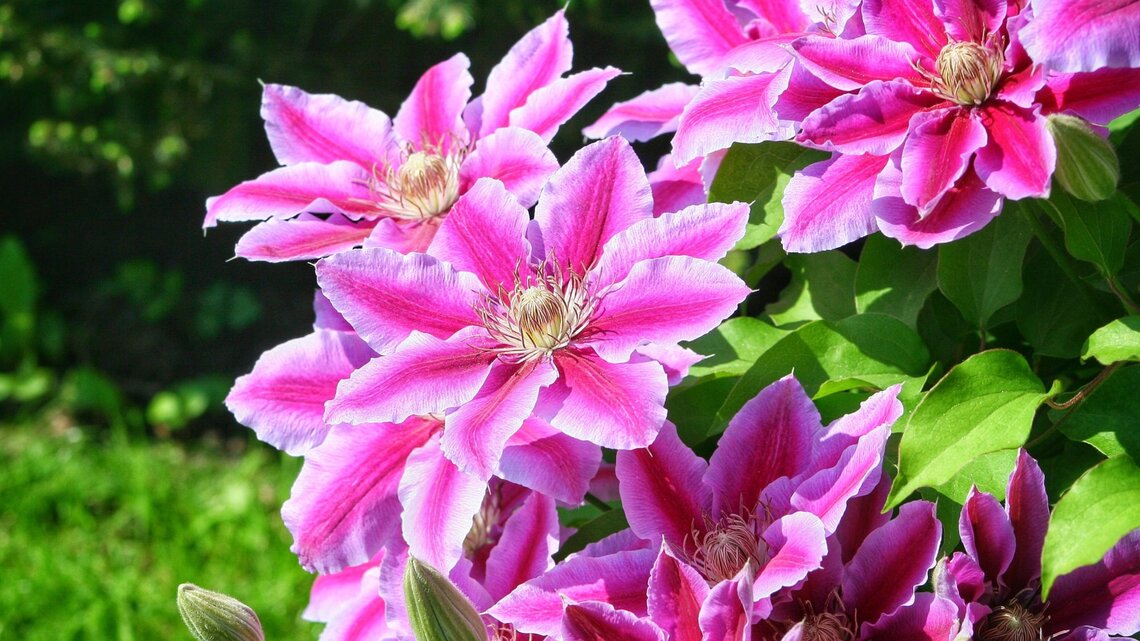 Üppige violett-rosafarbene Clematisblüten mit filigranen Staubblättern leuchten vor saftig grünem Blattwerk im Sonnenlicht.