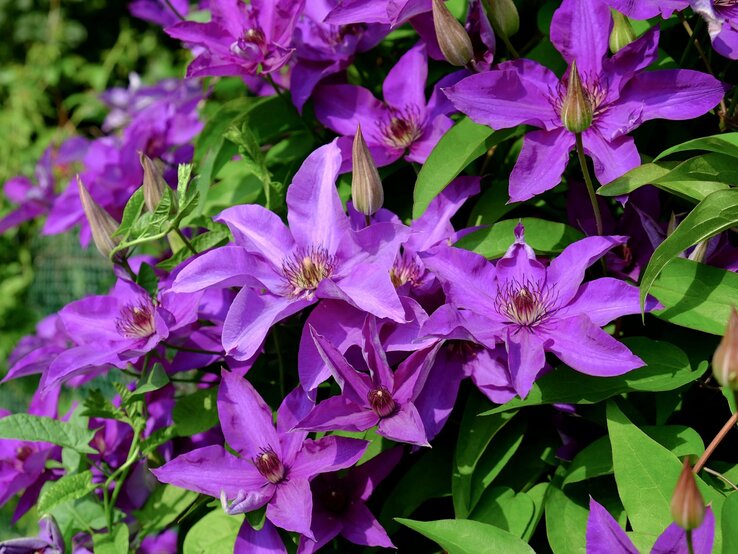 Üppige violette Clematis-Blüten mit spitzen Blättern in voller Blüte umgeben von sattgrünen Blättern im Sonnenlicht. | © Shutterstock/Matrix Reloaded