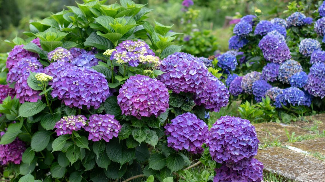 Ein dichter Hortensienstrauch mit violetten und blauen Blütenbällen, umgeben von grünen Blättern auf grasigem Untergrund.