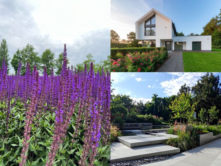 Dichtes Beet aus violettblühendem Steppensalbei, dahinter grüne leuchtende Bäume unter einem bewölkten Himmel.