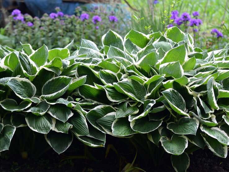 Große Blätter von weiß gerandeten Funkien dicht aneinandergereiht, davor dunkle Erde und lila Blüten im Hintergrund. | © Shutterstock/Orest lyzhechka