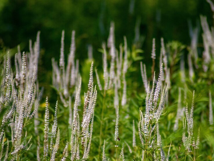 Zarte weiße Blütenstände von Ehrenpreis in einer sommerlichen Wiese vor einem lebhaften grünen Unschärfe-Hintergrund. | © Shutterstock/Timothy H Brown Jr