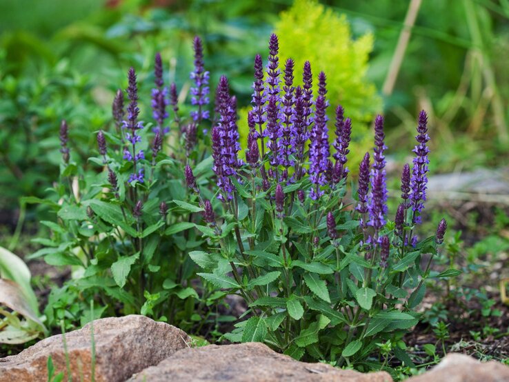 Gruppe violetter Salbei-Blüten mit grünen Blättern in einem Gartenbeet, umrandet von Stein und umgeben von frischem Grün. | © Shutterstock/Klever_ok