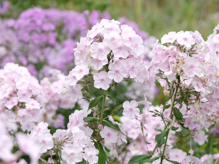 Filigrane, rosafarbene Phlox-Blüten in dichter Anordnung vor einem harmonisch verschwommenen Hintergrund in zarten Lilatönen. | © Shutterstock/Alex Manders