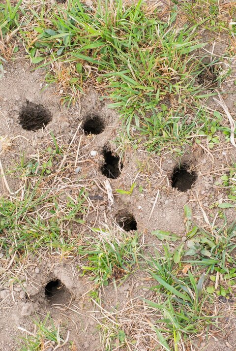 Mehrere kleine, dunkle Löcher im trockenen Erdreich zwischen spärlich wachsendem Gras und vereinzelten Pflanzen.