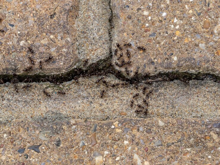 Dunkelbraune Ameisen krabbeln geschäftig auf rauem, sandfarbenen Pflastersteinen und sammeln sich entlang einer schmalen Ritze.