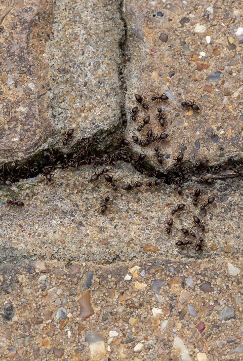 Dunkelbraune Ameisen krabbeln geschäftig auf rauem, sandfarbenen Pflastersteinen und sammeln sich entlang einer schmalen Ritze.