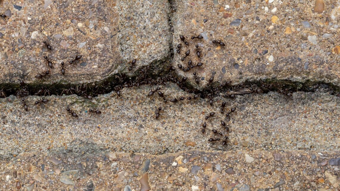 Dunkelbraune Ameisen krabbeln geschäftig auf rauem, sandfarbenen Pflastersteinen und sammeln sich entlang einer schmalen Ritze.