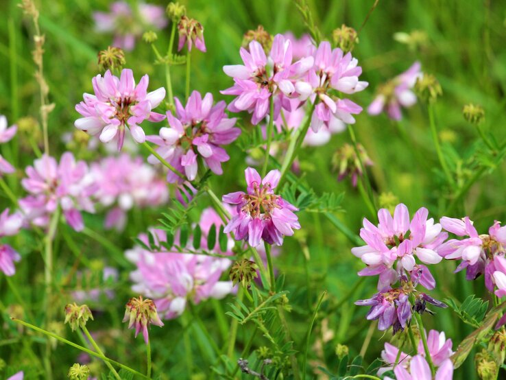 Nahaufnahme zarter, rosafarbener Blüten einer Wiesenpflanze auf saftiggrüner Umgebung, voller sommerlicher Lebendigkeit. | © Shutterstock/Orest lyzhechka