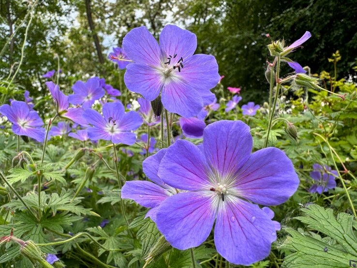 Leuchtend violette Storchschnabelblüten mit zarten roten Adern, eingebettet in grünes Blattwerk und umgeben von sommerlichem Garten. | © Shutterstock/Lialina Olena