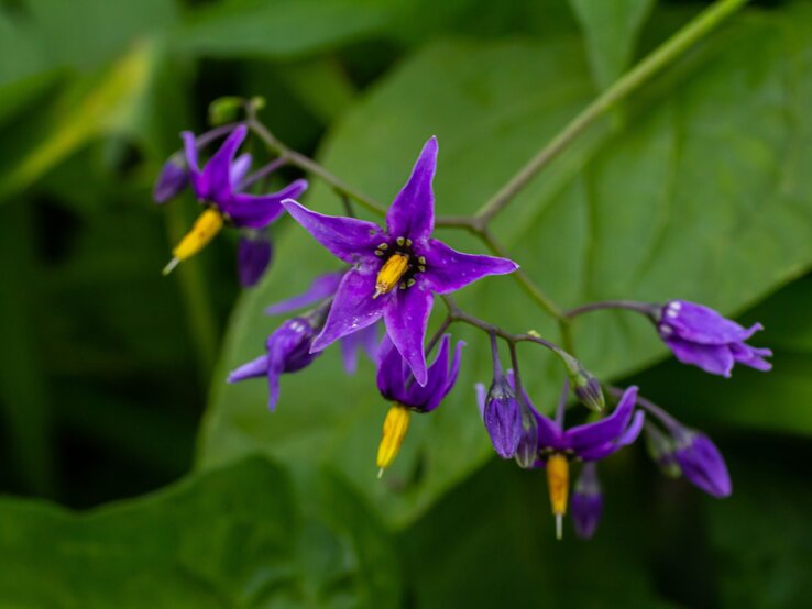 Filigrane violette Blüten einer bittersüßen Nachtschattenpflanze mit gelben Staubblättern vor üppigem grünem Blattwerk. | © Shutterstock/olko1975