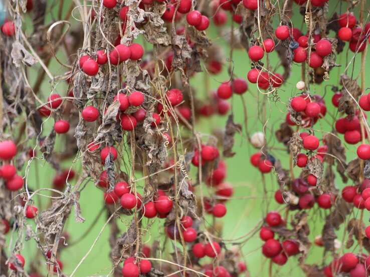 Vertrocknete Pflanze mit roten Beeren und braunen Blättern, kontrastiert von zartem Grün im verschwommenen Hintergrund. | © Shutterstock/Kabar